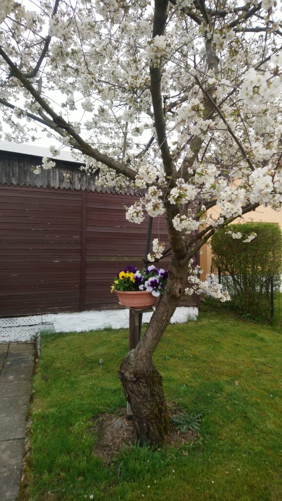 Kirschbaum mit Blüten und Vergissmeinnicht im Topf